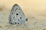 Acytolepis puspa lambi (Common Hedge Blue)