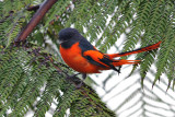 Pericrocotus flammeus (Scarlet Minivet)
