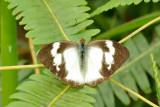 Ixias pyrene alticola (Yellow Orange Tip) - female