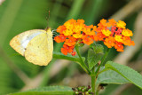 Ixias pyrene alticola (Yellow Orange Tip)
