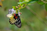 Delias ninus ninus (Malayan Jezebel)