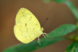 Eurema ada iona
