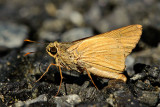 Pithauria marsena - male