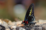 Troides (Trogonoptera) brookiana albescens(Rajah Brookes birdwing)