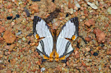 Cyrestis nivea nivalis (The Straight Line Map-wing)