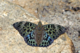 Dichorragia nesimachus deiokes (The Constable)