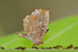 Logania malayica malayica (The Malayan Mottle)