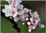 Cherry Blossoms