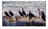 Pied cormorants resting at Trigg Island, Perth Western Australia