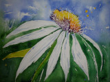 Daisy for Matt & Heidi - Sold