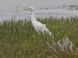 Cattle Egret