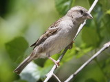 House Sparrow