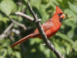 Northern Cardinal