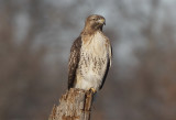 Red-tailed Hawk