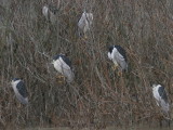 Black-crowned Night Heron