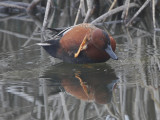 Cinnamon Teal