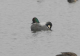 Falcated Duck