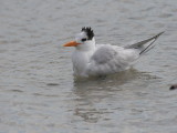 Royal Tern