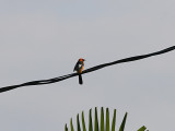 Spot-breasted Oriole