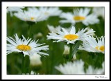 Marguerite