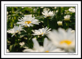 Marguerite2