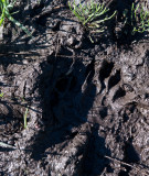 Fresh bear track at Trout Lake