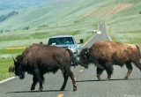 Bison blocking road in Lamar Valley