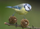Blue Tit - Pimpelmees - Parus caeruleus