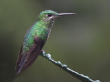 Green-crowned Brilliant - Heliodoxa jacula - Groenkruinbriljantkolibrie