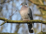 Wood Pigeon - Houtduif - Columba palumbus
