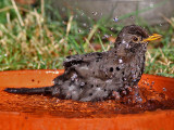 Merel - Eurasian Blackbird - Turdus merula