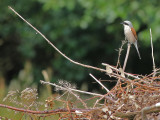 Grauwe Klauwier - Red-backed Shrike - Lanius collurio
