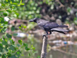 Long - billed Crow - Molukse Kraai - Corvus validus 