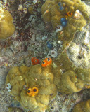 FJI_PICT0262.jpg