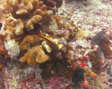 FJI_PICT0426.jpg
