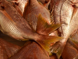 Fish, Venice, 2011.jpg