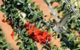 hummingbird- going to lunch