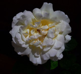 white-rose