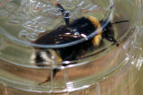 Bombus vestalis (sydsnylthumla) Sjarp 110520 - showing yellow spots on T3. Stefan Lithner