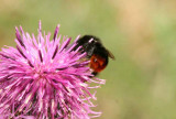 Bombus lapidarius (stenhumla) Tvelsrumssen (l) 110620. Stefan Lithner