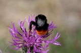 Bombus lapidarius (stenhumla) Tvelsrumssen (l) 110620. Stefan Lithner