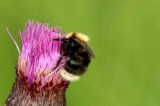 Bombus jonellus (ljunghumla) Anabcken (LuLpm) 110709. Stefan Lithner
