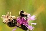 Bombus bohemicus (jordsnylthumla) male Tvelsrumssen (l) 110715. Stefan Lithner