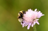 Bombus barbutellus (trdgrdssnylthumla) Tyringe (Sk) 110808. Stefan Lithner