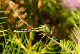 Dragonflies in Sweden 2011