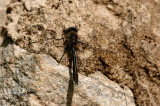 Cordulia aenea (guldtrollslnda)  Linjevgen (Bl) 110522. Stefan Lithner