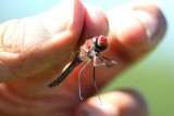 Sympetrum fonscolombii (vandrande ngstrollslnda) Simrishamns Skans (Sk) 110604. Stefan Lithner