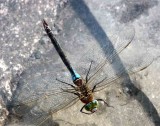 Anax parthenope (mindre kejsartrollslnda) Ottenby (l) 110605. Stefan Lithner