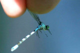 Coenagrion hastulatum (spjutflickslnda) Brabygd (Bl) 110615. Stefan Lithner