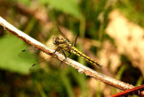 Orthetrum cancellatum (strre sjtrolslnda) female Loftahammar (Sm) 110802. Stefan Lithner